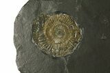 Dactylioceras Ammonite Cluster - Posidonia Shale, Germany #180360-2